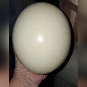 Ostrich Eggs